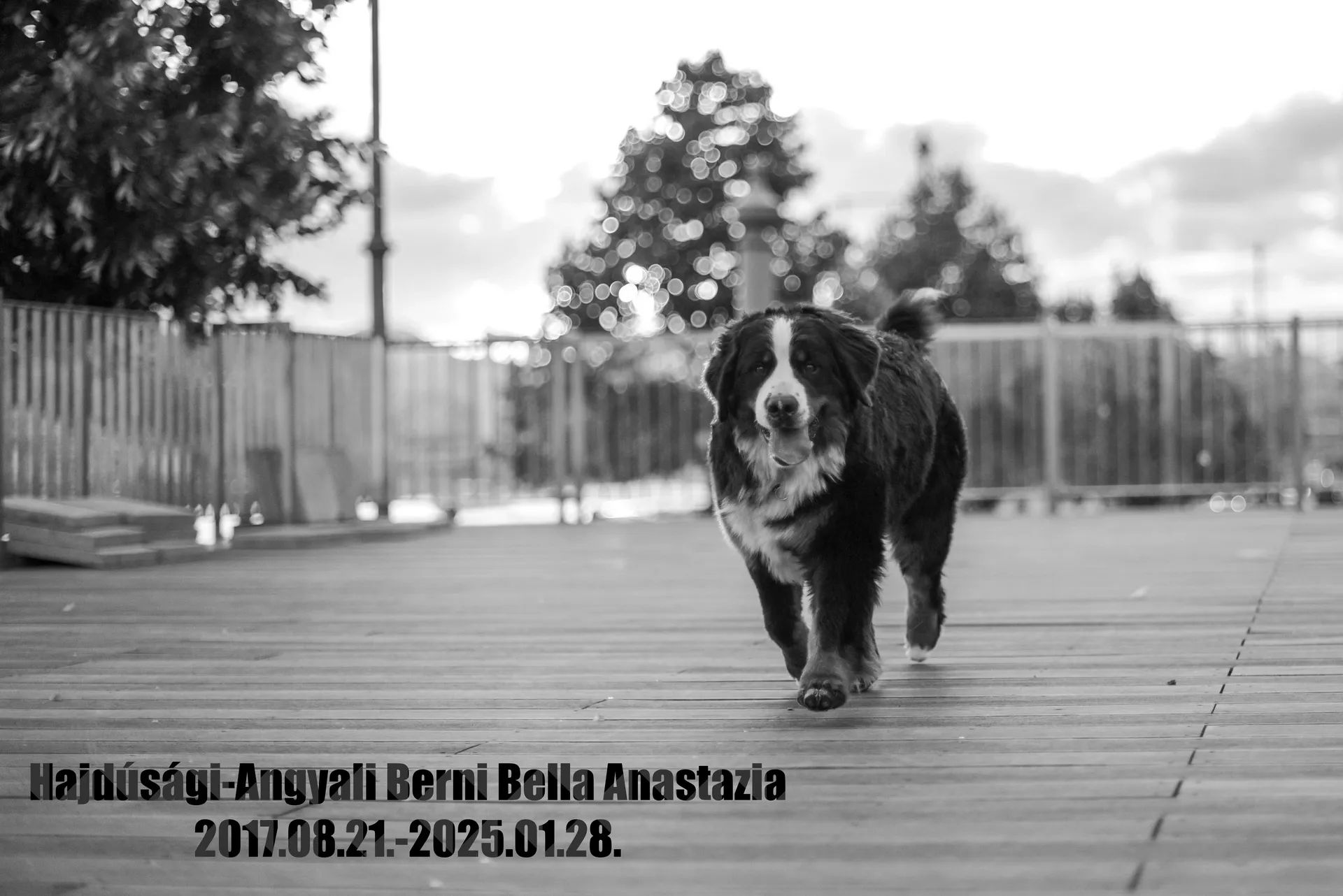 Bella Anastazia elköltözött