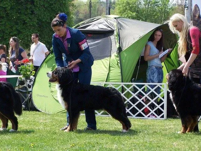 Szilvásvárad CACIB