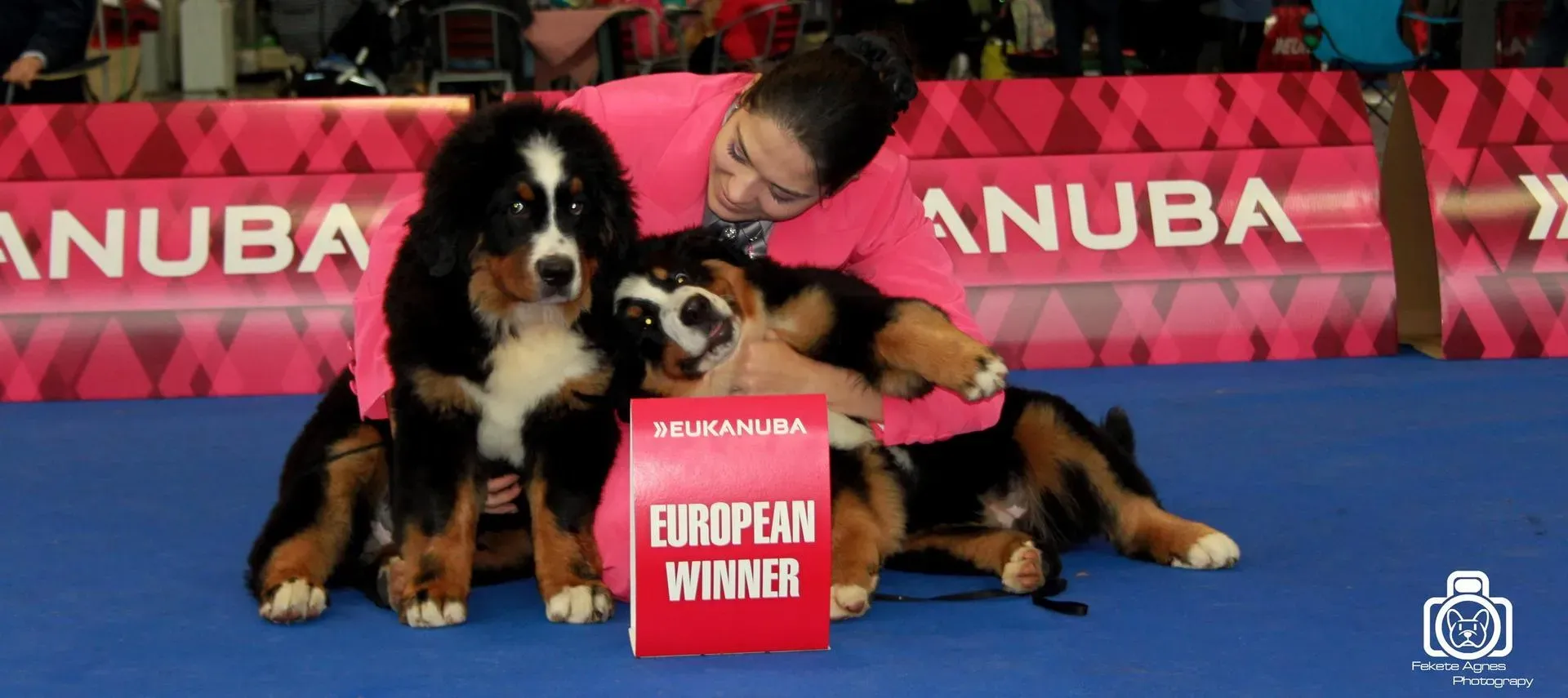 Brno Európa Kutyakiállítás