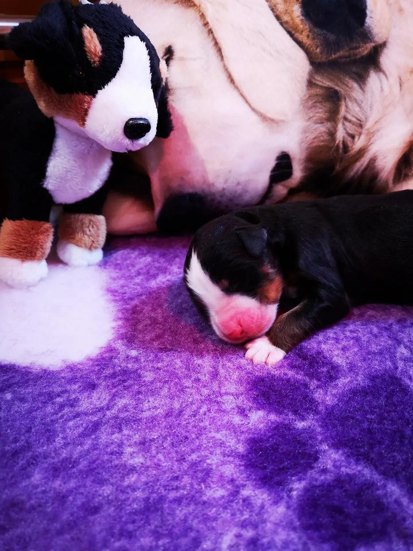 Celebrity Magic Bernese születése