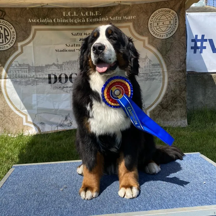 Szatmárnémetiben hétvége