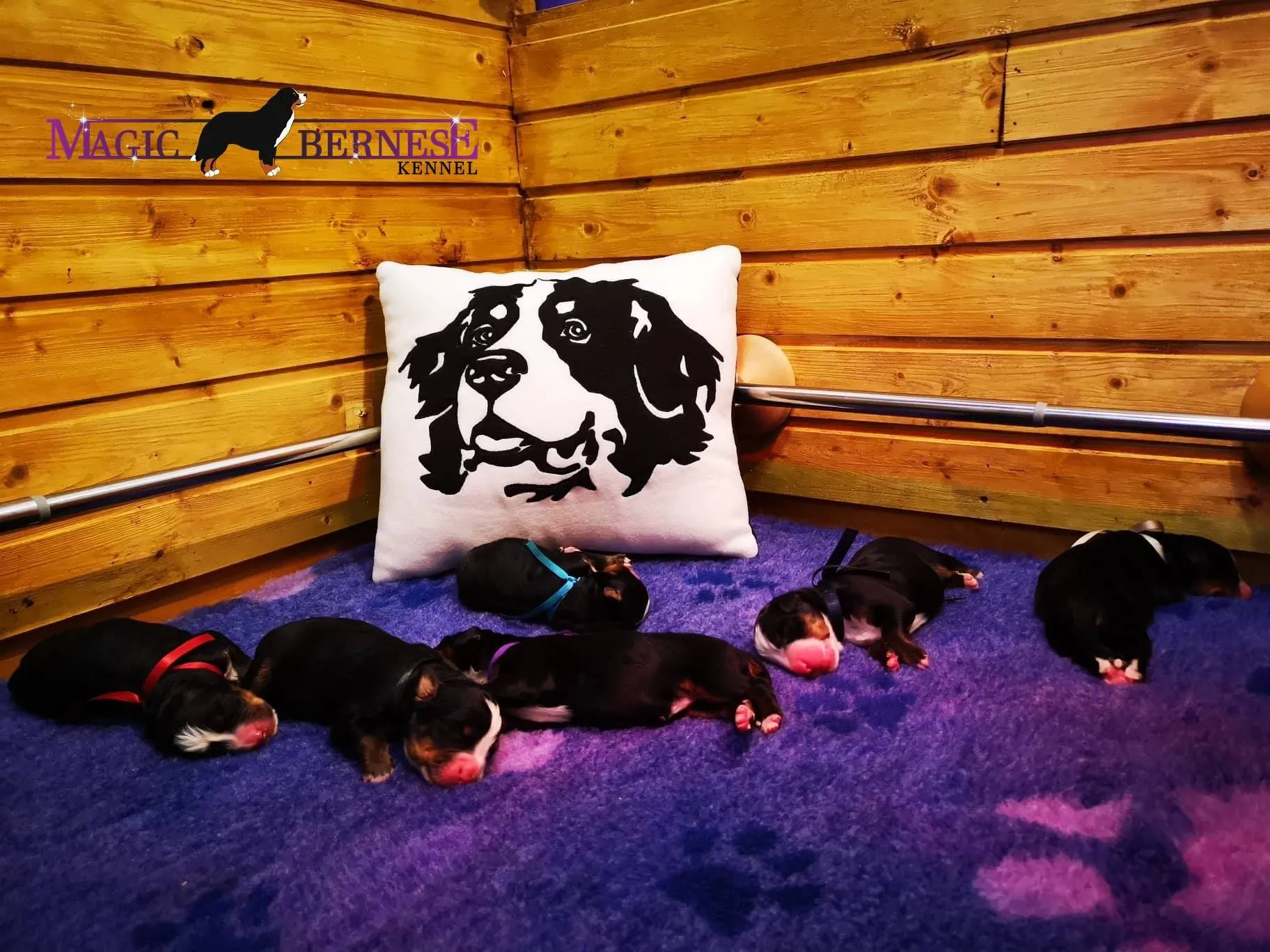 D-alom 6. születésnap