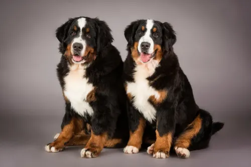 Pet photo shoot