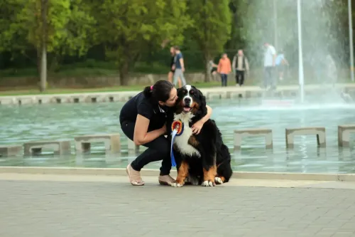 Romania Satu Mare 2x CACIB