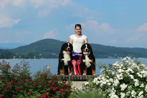 Bidental Austrian club show