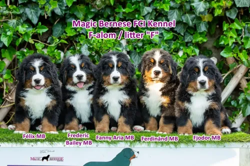 8-week portfolio – F litter