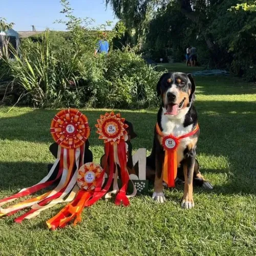 Slovenská speciální výstava – Zeus BEST IN SHOW