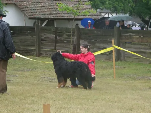 Nyíregyháza CAC 2008