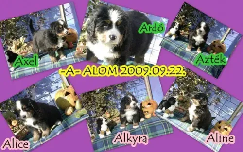 Erster Wurf