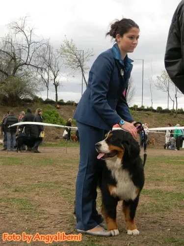 Debrecen Regional Show 2010