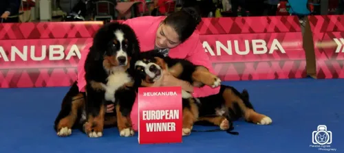 Brno European Dog Show