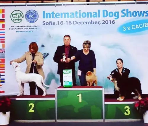 Bulgarien Sofia 3x CACIB