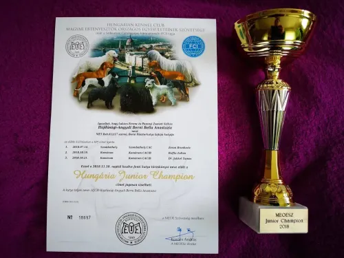 Bella Anastazia Junior Champion