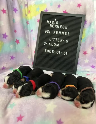 Megérkezett az "S" alom 6 hercegnővel
