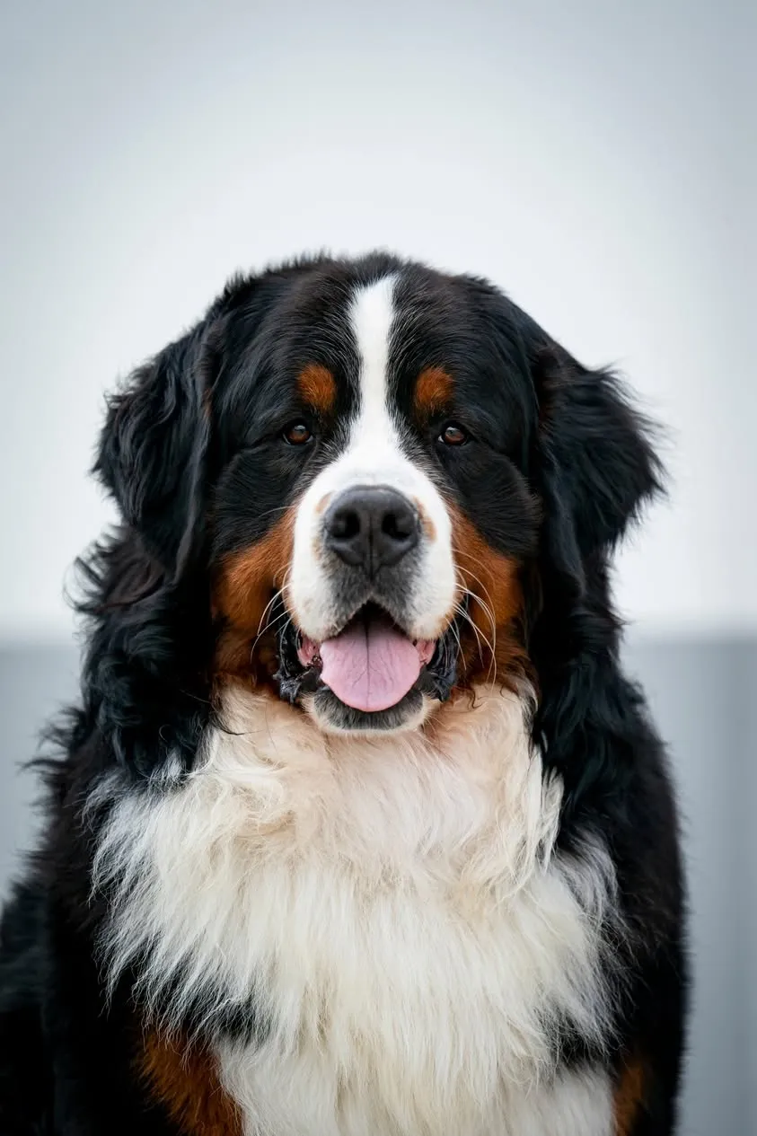 Morris Montbright Pride of Justin