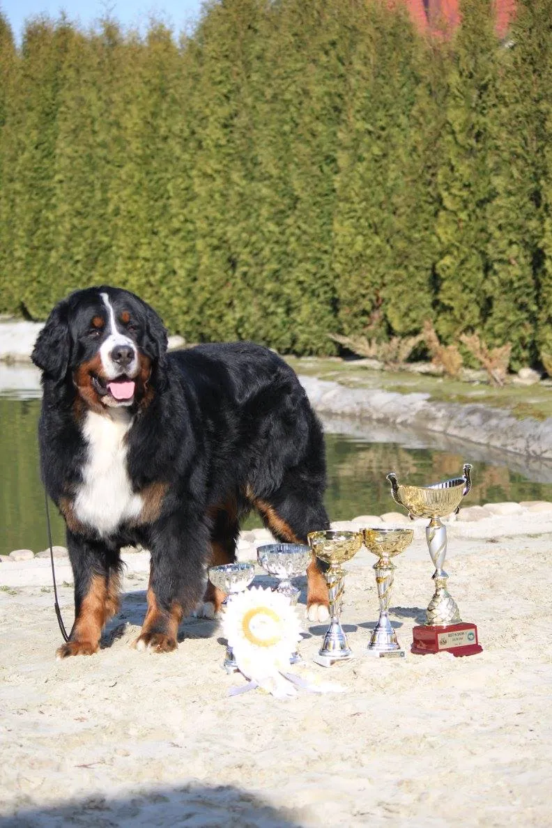 Michikos Eien magic Bruce