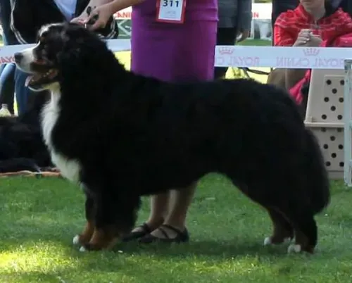 KAPPAHEGYI FOLLOW ME – Bernese Mountain Dog