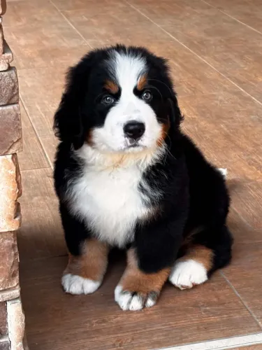 Tiara – Berner Sennenhund